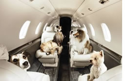 jet pets charter private pet airline hold aircraft traveling class travel cabin pettravel air flying avoid fly owner having their
