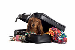 pets traveling