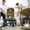 Dogs flying in crates as checked baggage.